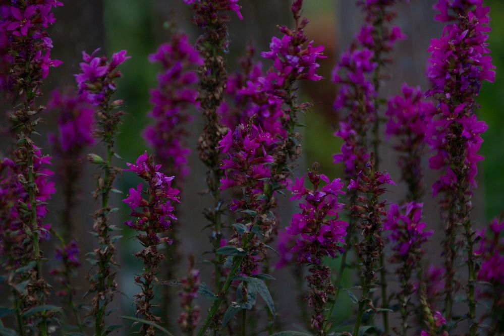 Photograph by Елизавета Колесникова