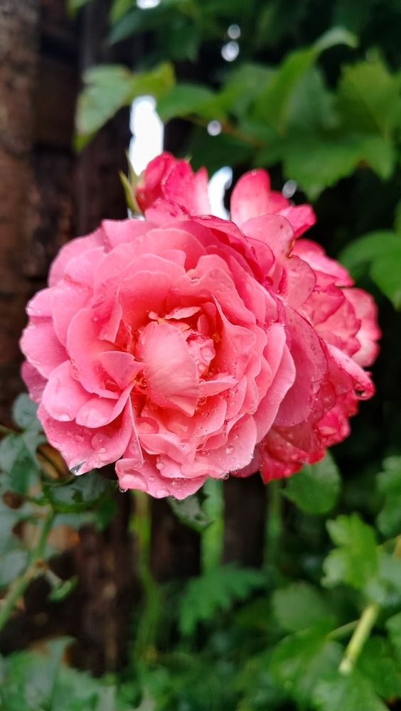 Фотография автора Анастасия Горбачева