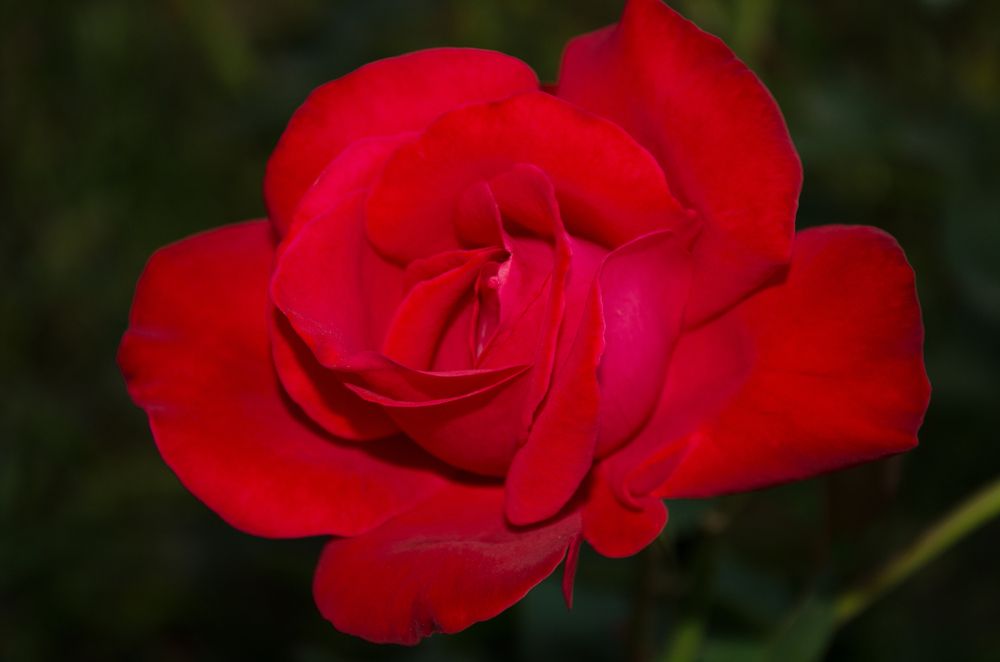 Фотография автора Андрей Федоров