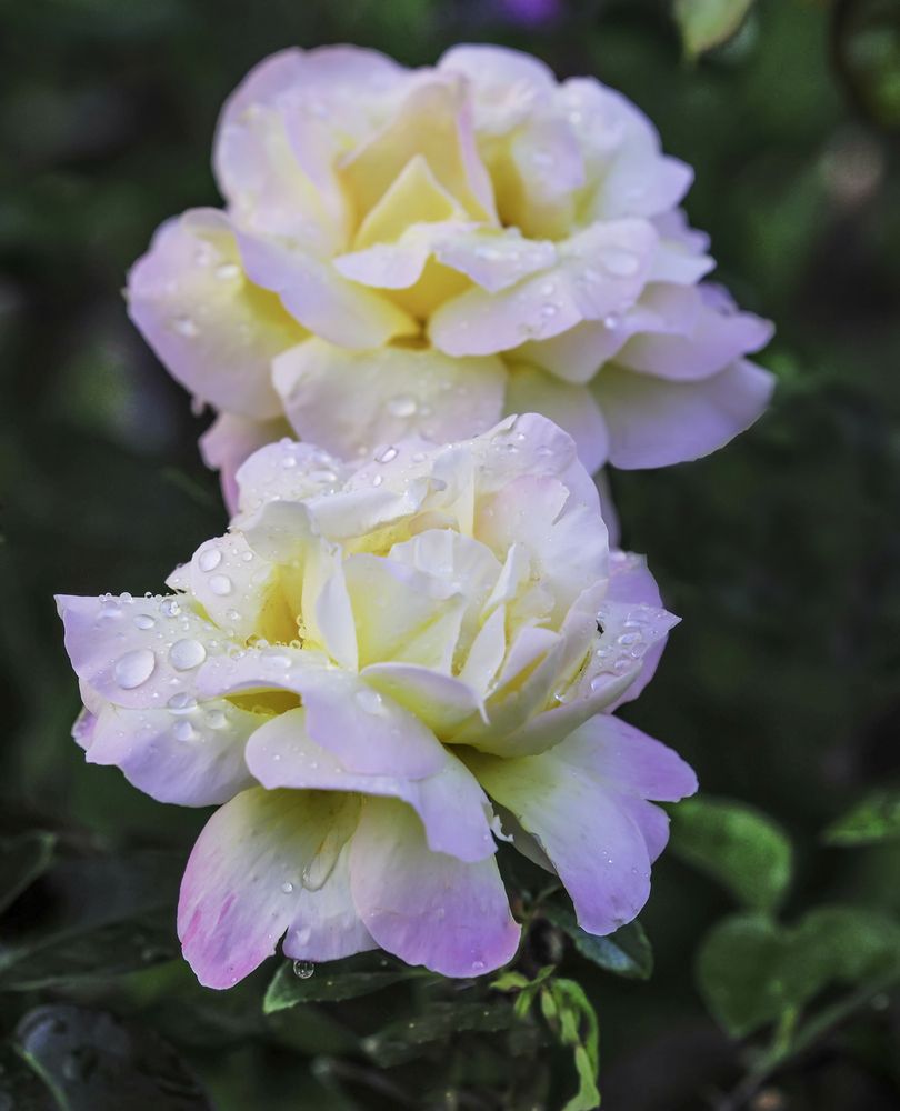 после дождя