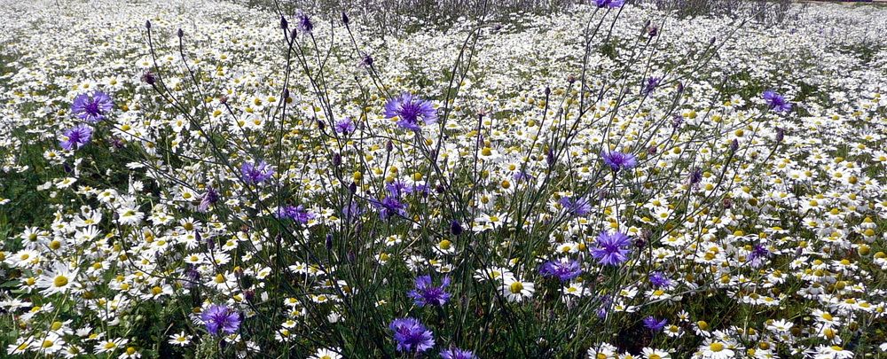 Photograph by Александр Бастраков