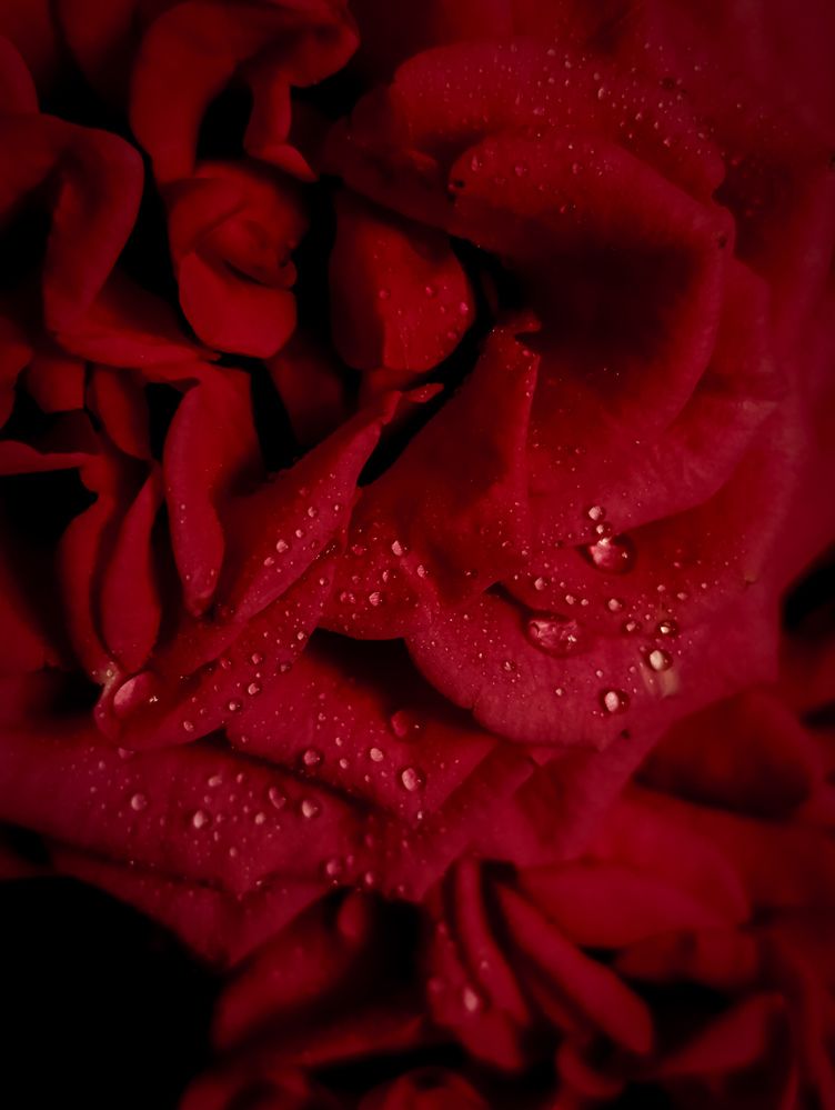 Фотография автора Светлана Таркан