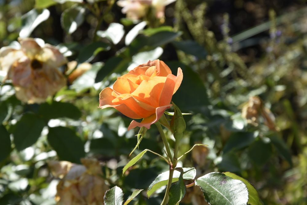 Фотография автора Юлия Ю.