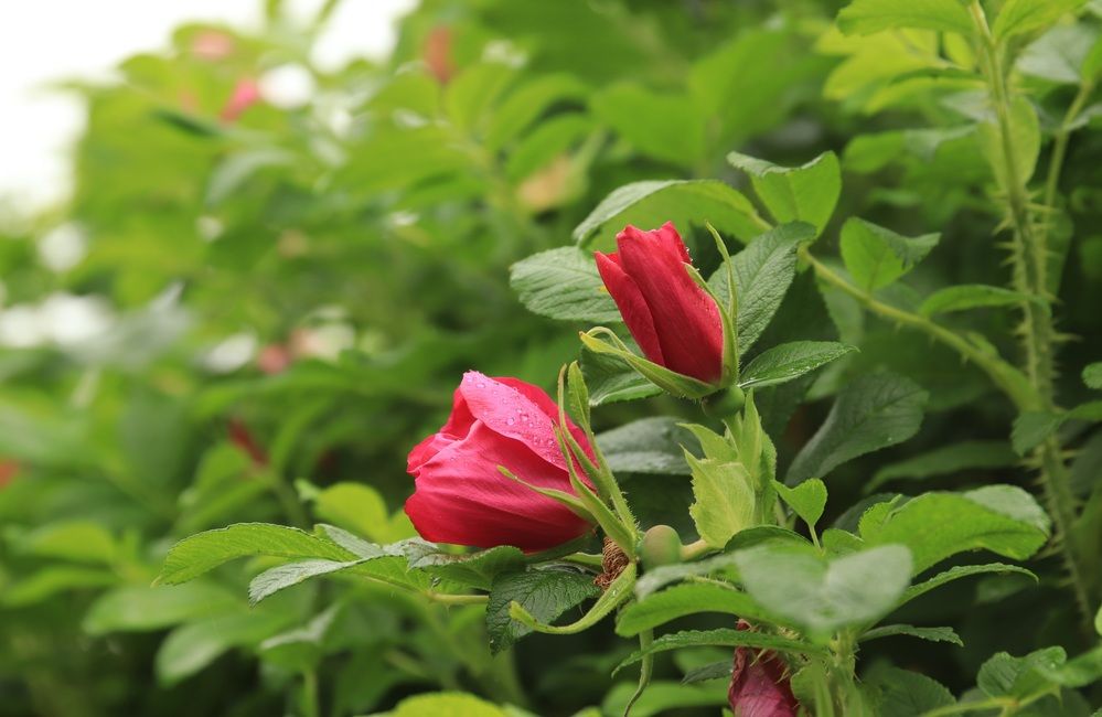 Photograph by Елена Николаева