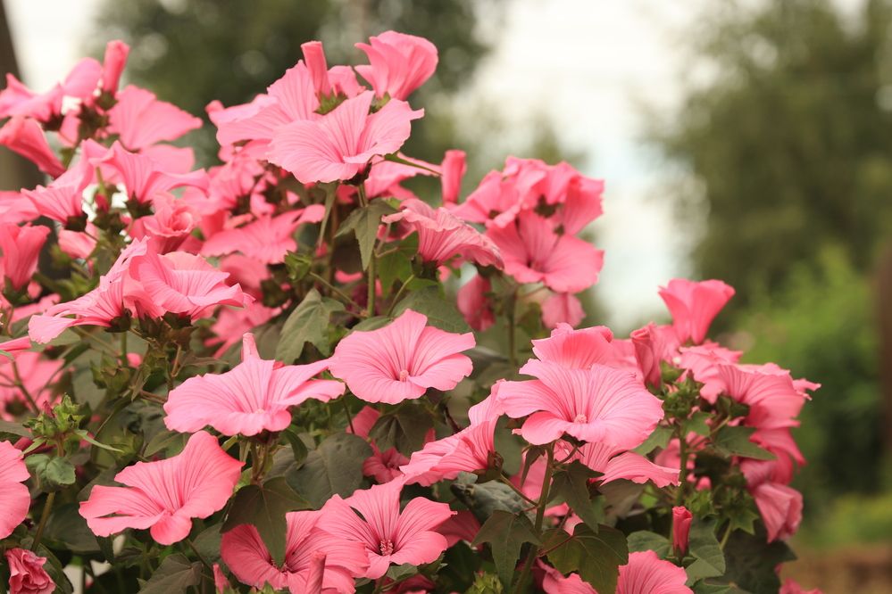 Photograph by Елена Николаева