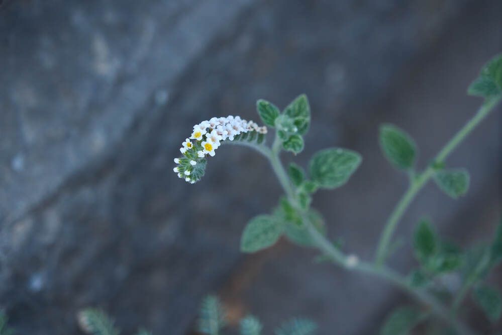 Photograph by Dana Korolkova