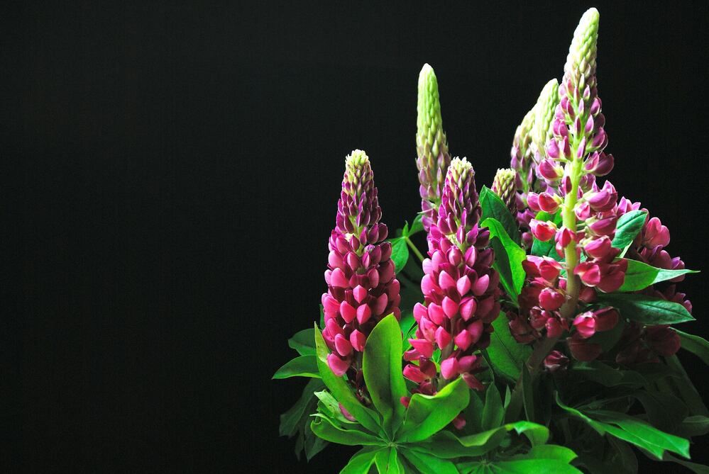 Lupinen vor schwarzem Hintergrund