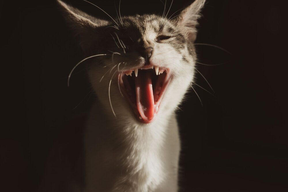 Photograph by Янина Найденцева