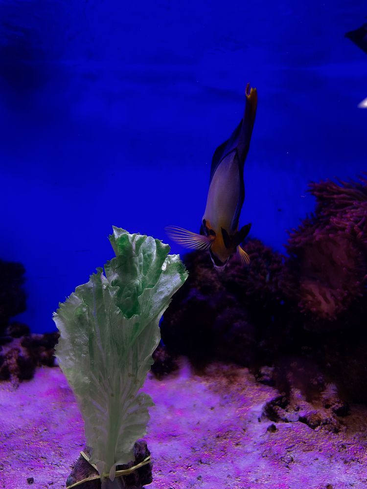 Фотография автора Константин Шипицын