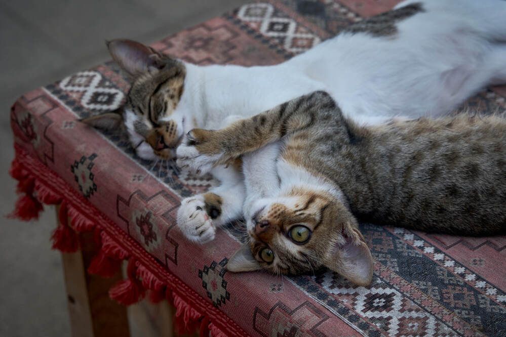 Photograph by Dana Korolkova