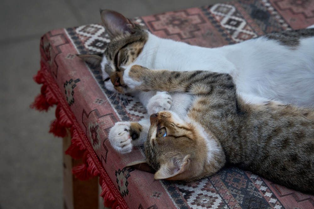 Photograph by Dana Korolkova