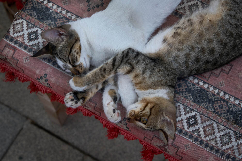 Photograph by Dana Korolkova