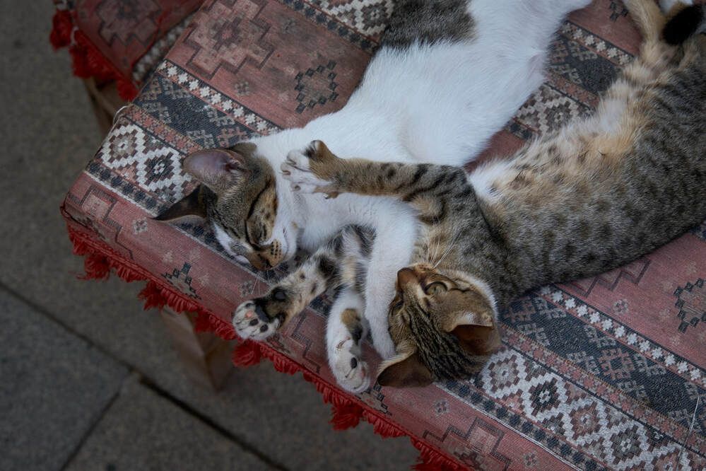 Photograph by Dana Korolkova