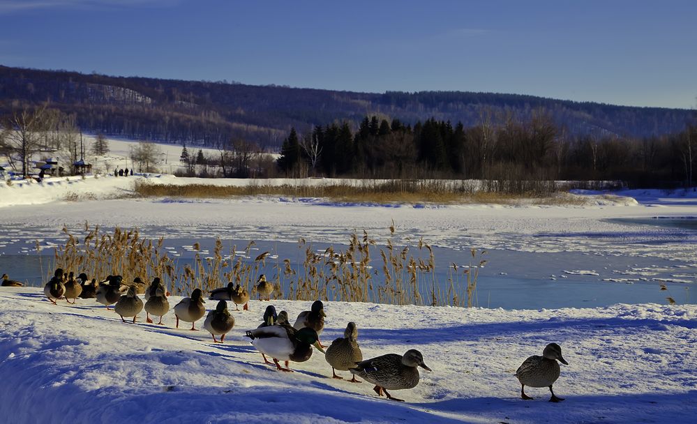 уточки гуськом идут