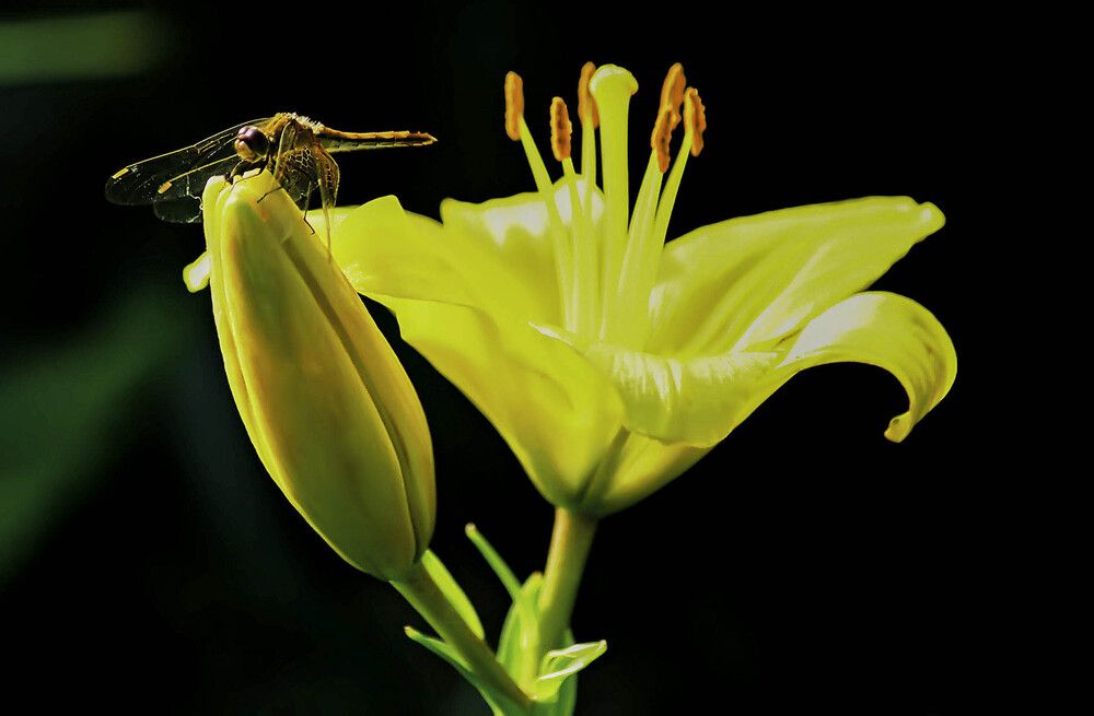 стрекоза и цветок.