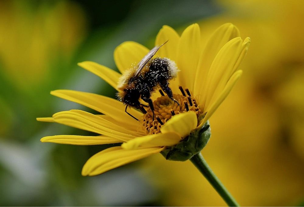 Фотография автора Пётр Краснов