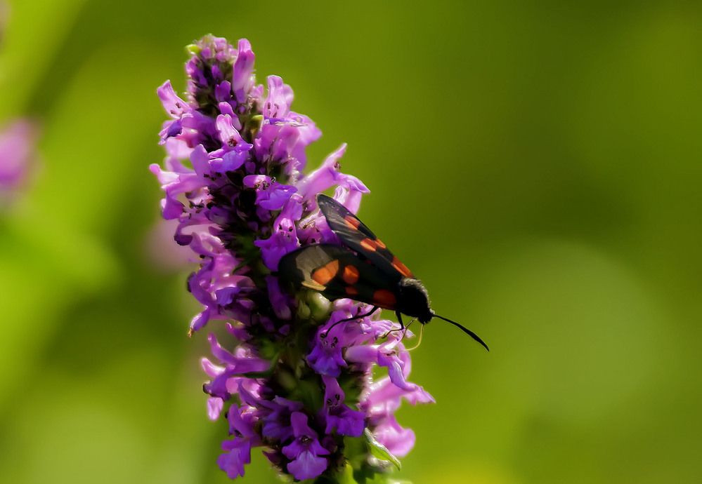 Весна пришла !
