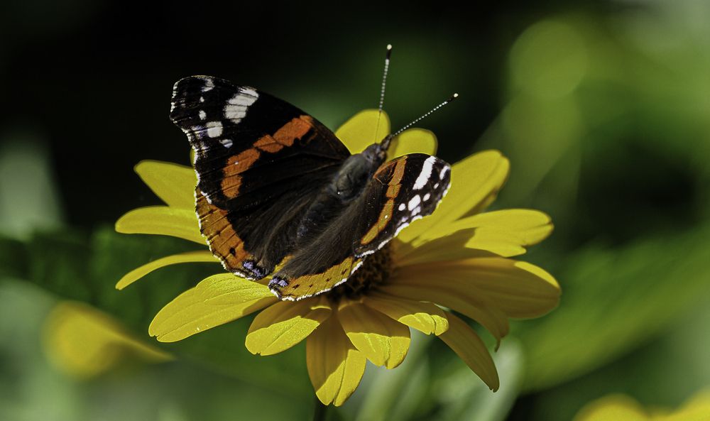 Фотография автора Пётр Краснов