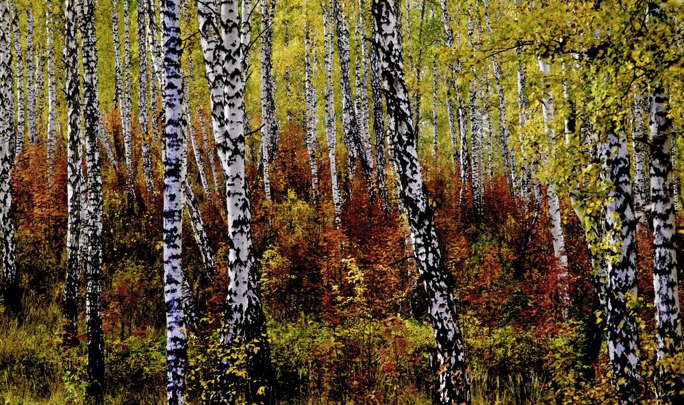 уральские берёзки