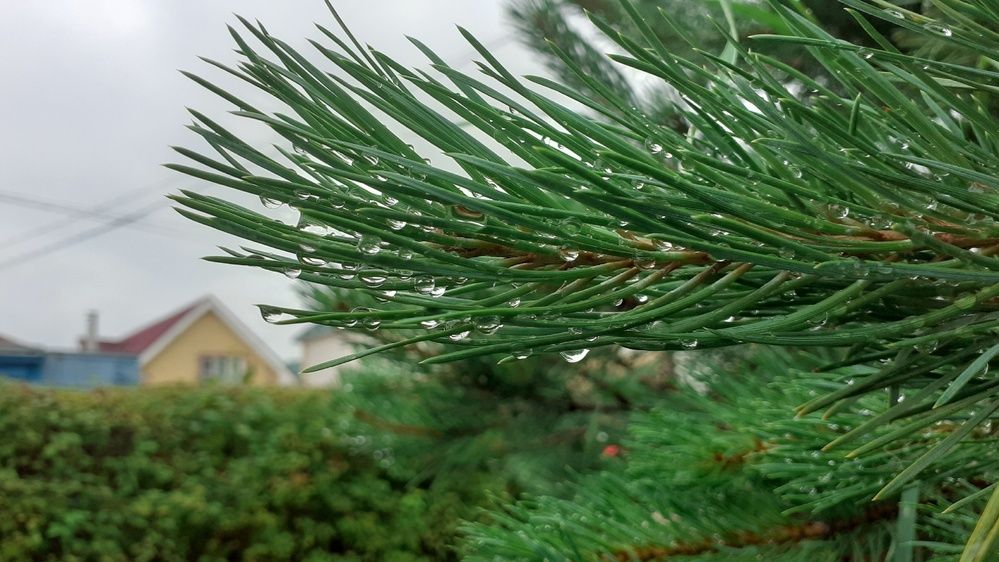 Фотография автора Елена Лещева