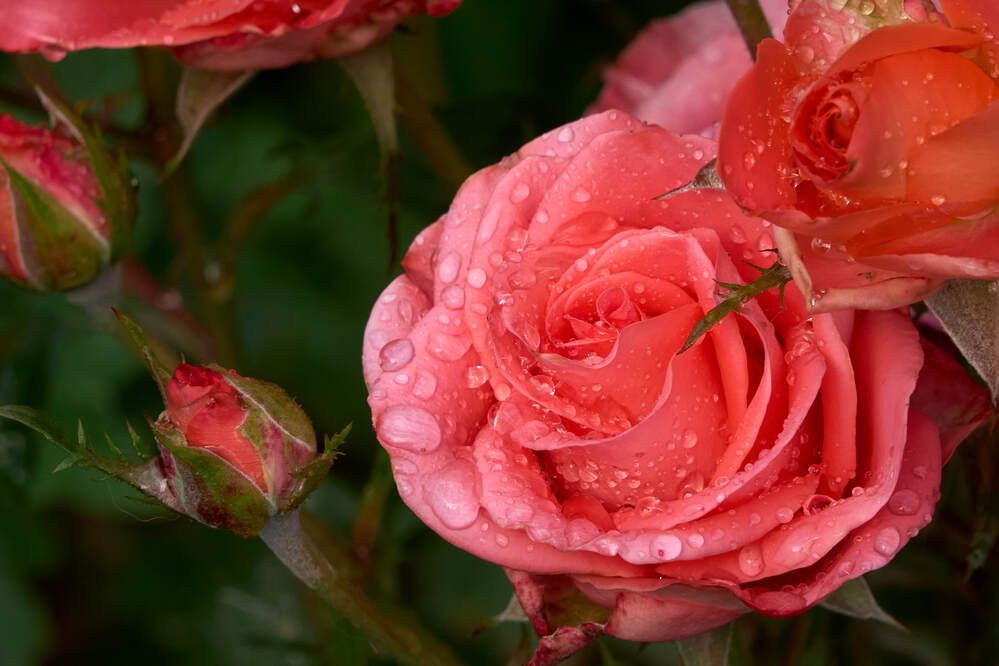 Photograph by Dana Korolkova