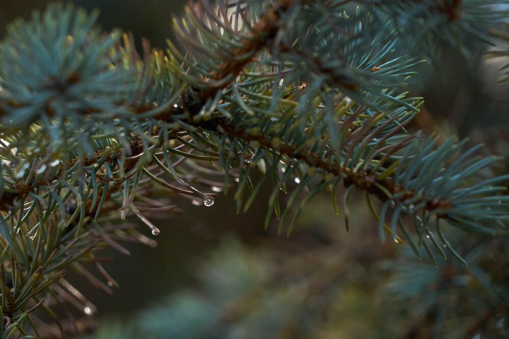 Photograph by Dana Korolkova