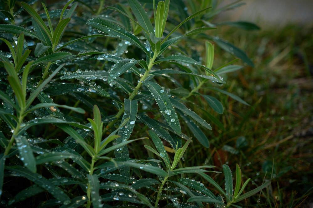 Photograph by Dana Korolkova