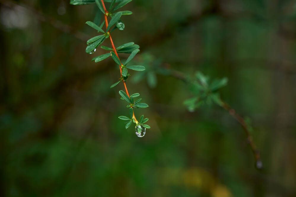 Photograph by Dana Korolkova