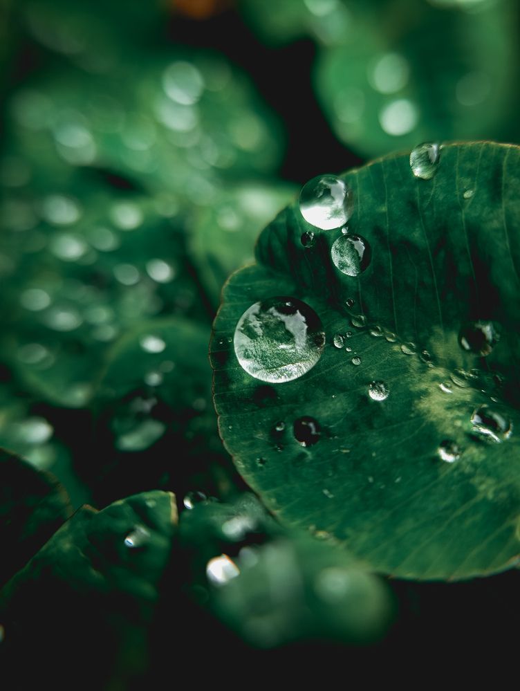 Фотография автора Светлана Таркан