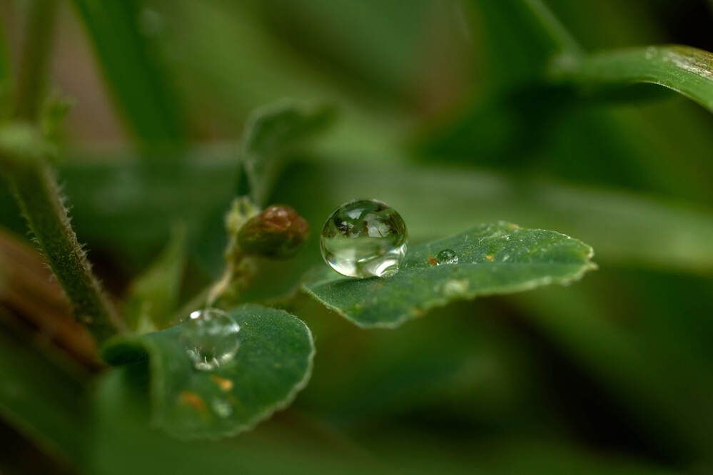 Photograph by Dana Korolkova