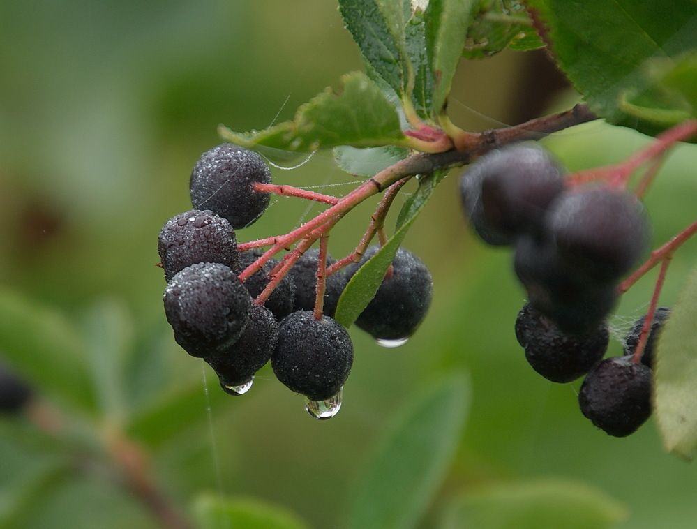 Photograph by Василий Быстрицкий