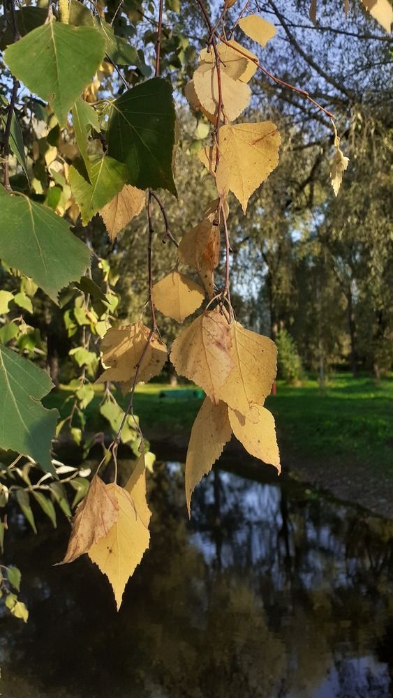 Фотография автора Елена Лещева
