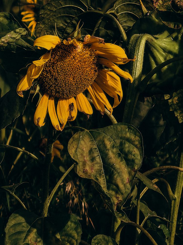 Фотография автора Анна Ворончихина