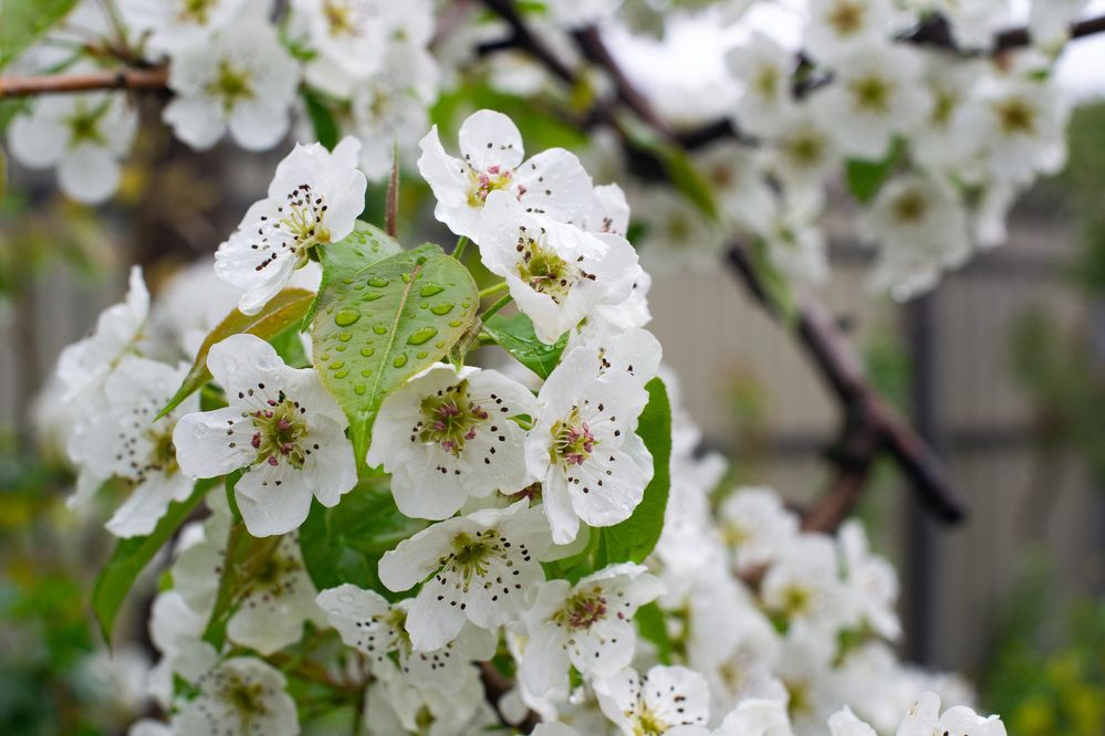 Photograph by Виорика Фоменко