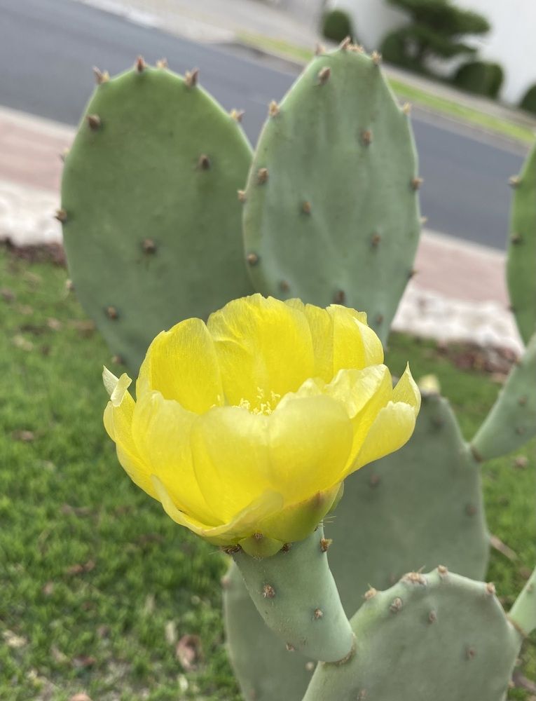 Photograph by Prasad babu Geddam