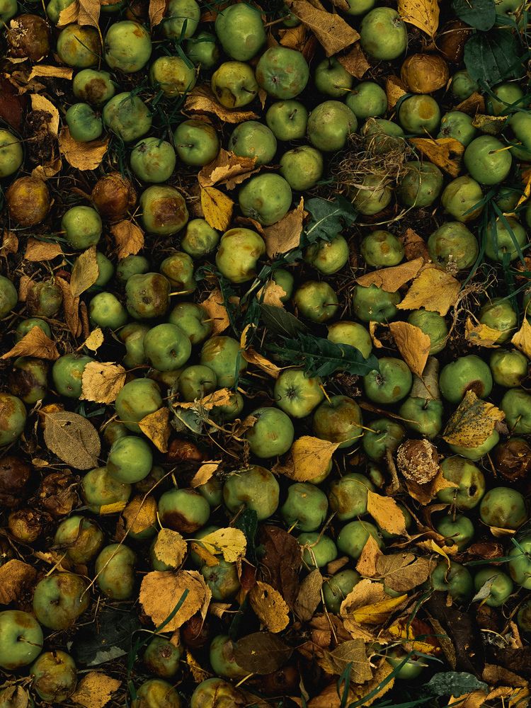 Фотография автора Анна Ворончихина