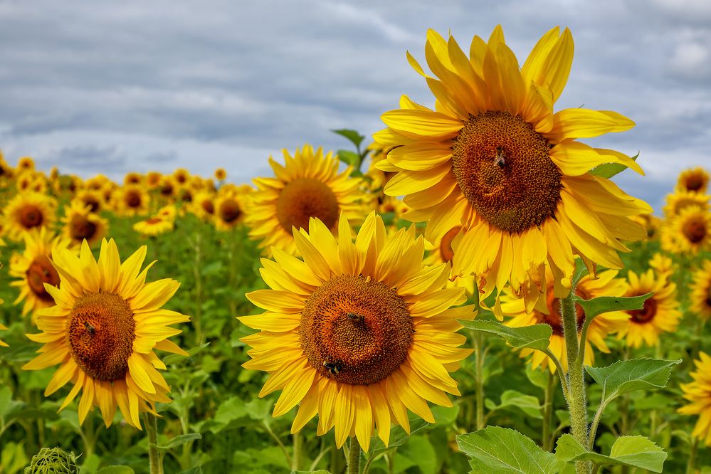 Фотография автора Юрий Фефилов
