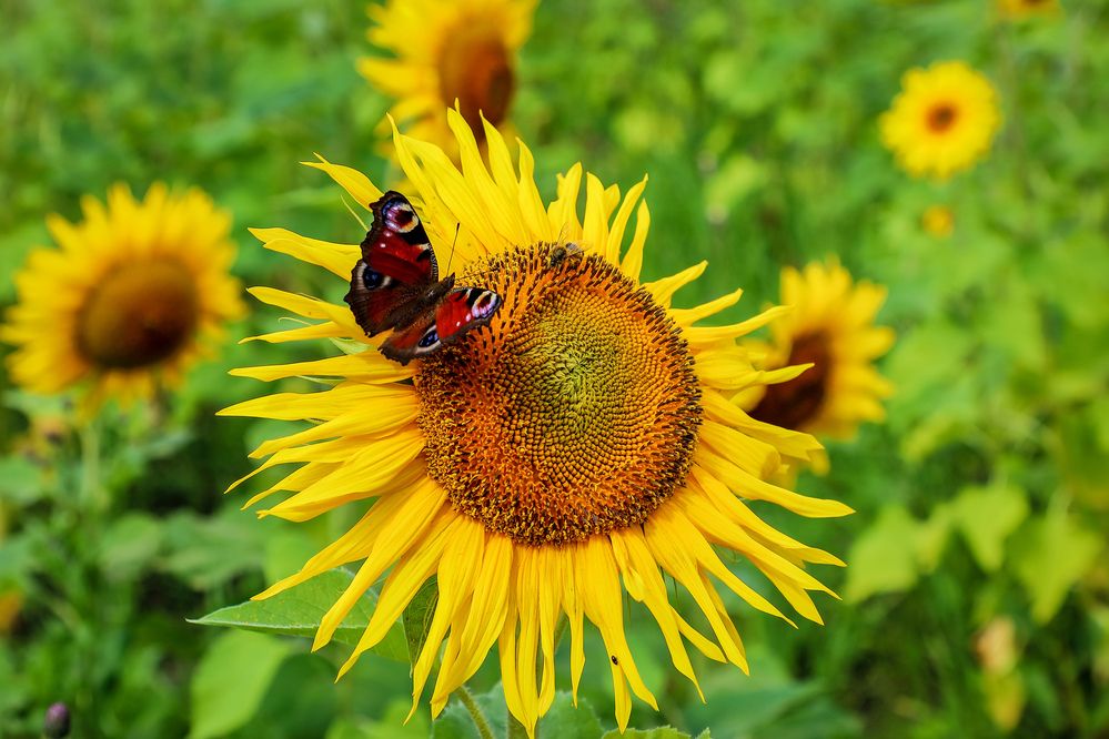 Фотография автора Юрий Фефилов