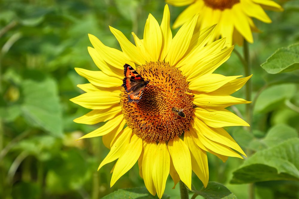 Фотография автора Юрий Фефилов