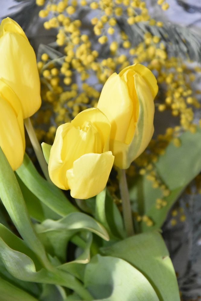 Фотография автора Юлия Ю.