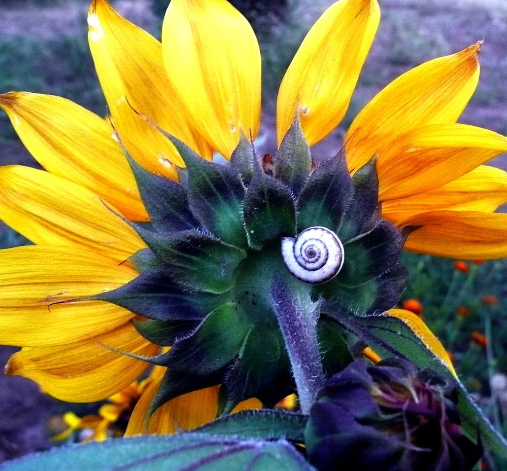 Photograph by Александр Бастраков