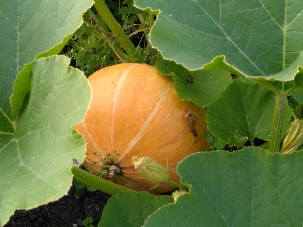 Photograph by Александр Бастраков