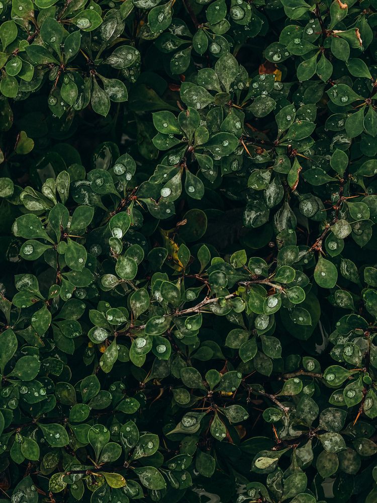 Фотография автора Анна Ворончихина