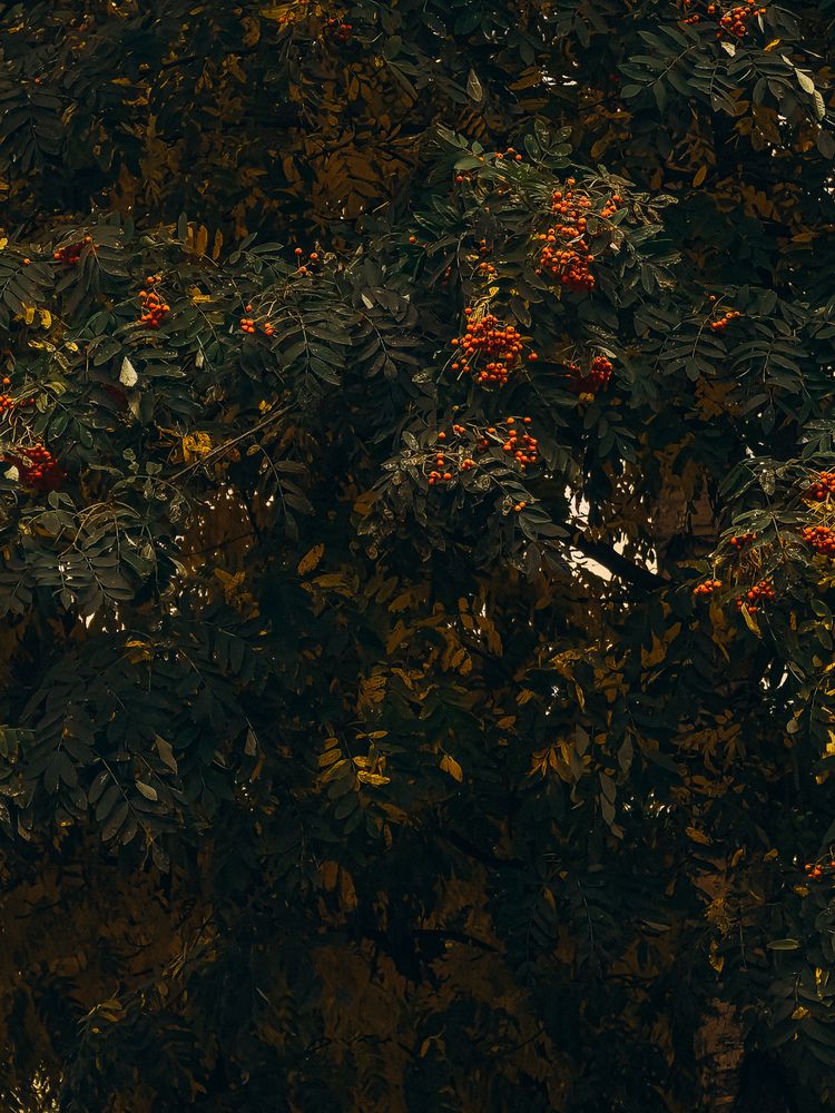 Фотография автора Анна Ворончихина