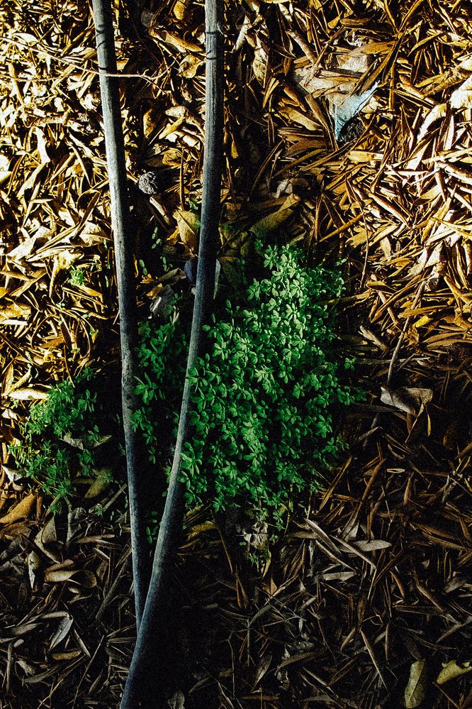 Photograph by Alaa Wahba