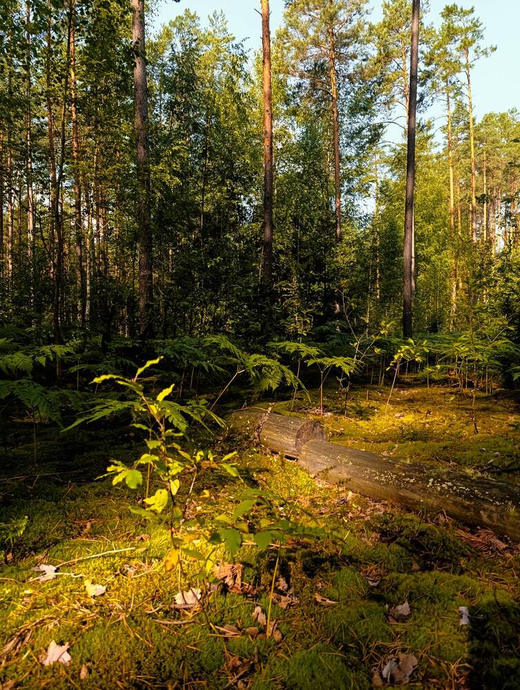 Фотография автора Светлана Таркан