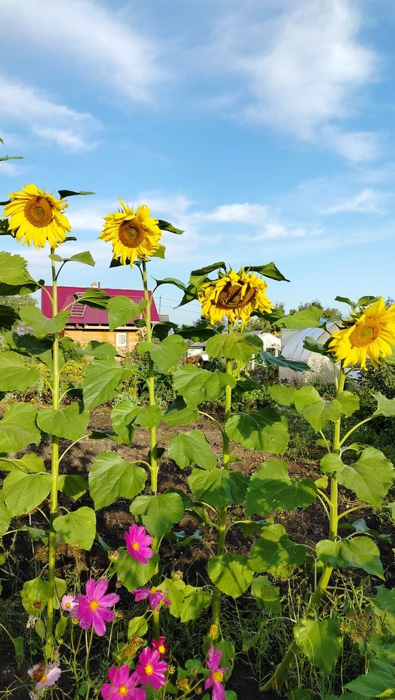 Фотография автора Анастасия Горбачева