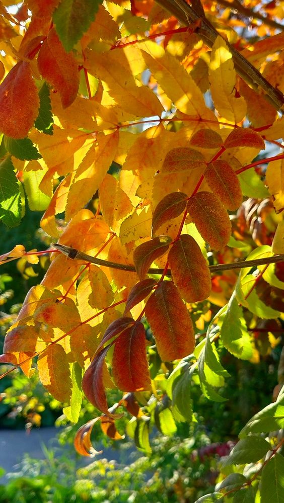 Фотография автора Анастасия Горбачева