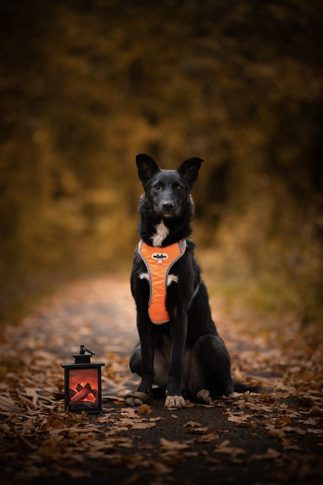 Фотография автора Илья Антипов