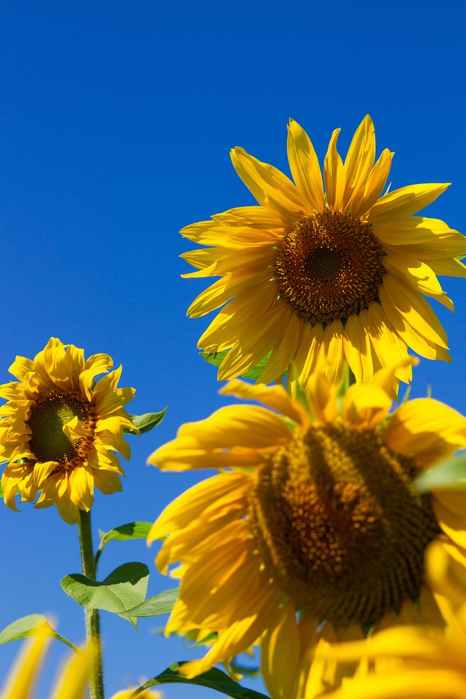 Фотография автора Екатерина Першина